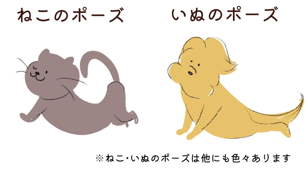 ヨガの犬とねこのポーズ