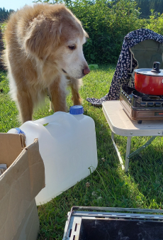 食べ物目当てにコンロ周りにうろつく愛犬