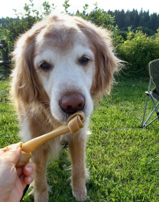 骨型のチューイングガムを食べる愛犬