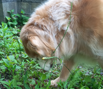 好きな葉っぱを食べる愛犬