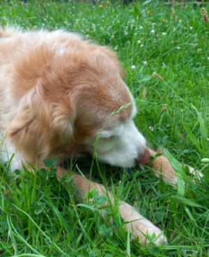 おやつを食べる愛犬