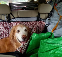 車内に積まれたキャンプ道具に囲まれた愛犬