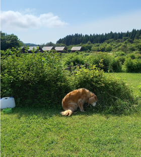 キャンプ場で木陰を探す愛犬