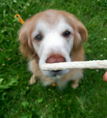 おやつを要求する愛犬