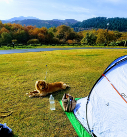 キャンプ場と愛犬の風景