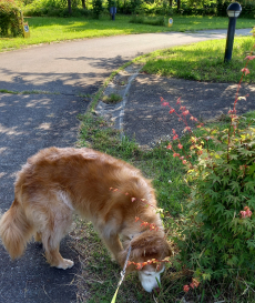 キャンプ場を散歩する愛犬