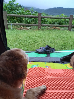 テント内から雨模様を観察する愛犬