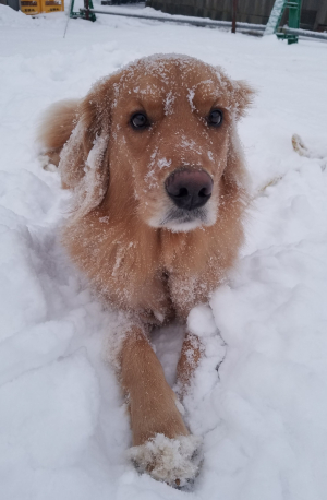 雪遊びをする愛犬