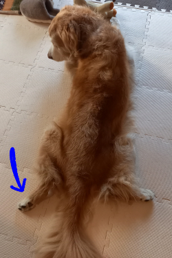 ふせの足も左右対称になってきた愛犬