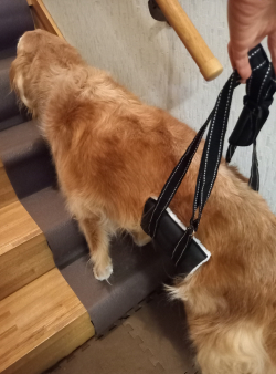 階段で補助ハーネスを使う愛犬１