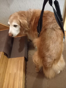 足をくじいた愛犬に階段の補助をする写真