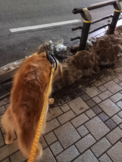 路上の汚い雪山をくんくんする愛犬